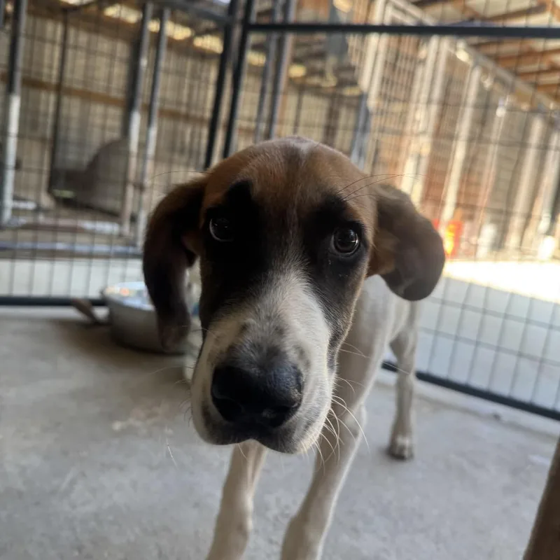A baby small-sized male White / Cream Hound dog named Basher for adoption in Birmingham, AL