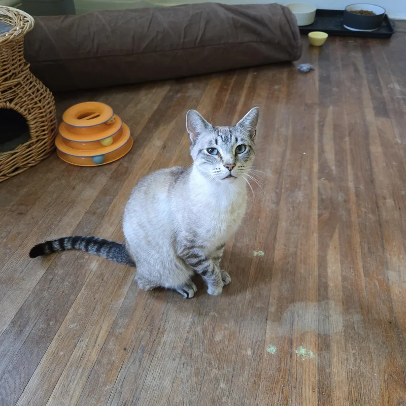 Sinatra