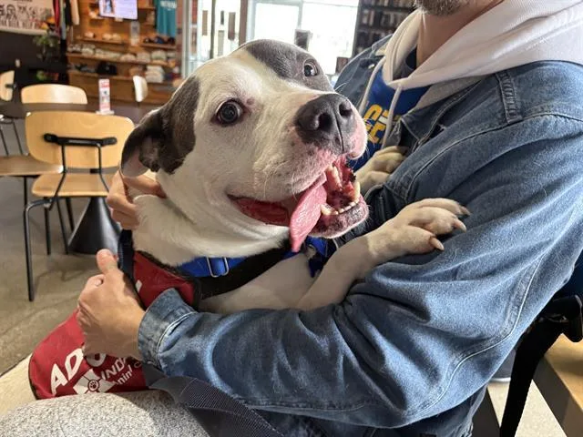 An adult large-sized male Pit Bull Terrier dog named Harley for adoption in Indianapolis, IN