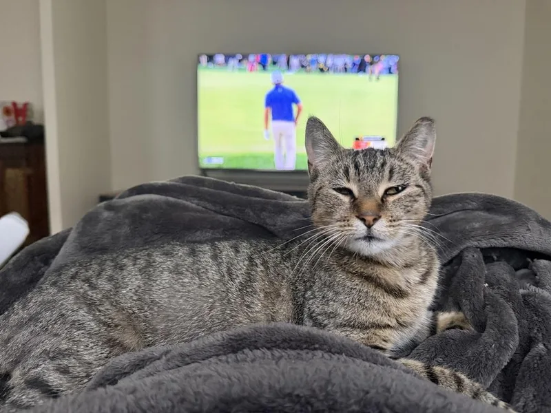 An adult small-sized female Tabby (Brown / Chocolate) Domestic Short Hair cat named Whitney for adoption in East hartford, CT