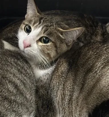 A young medium-sized female Domestic Short Hair cat named Mimi for adoption in Derwood, MD