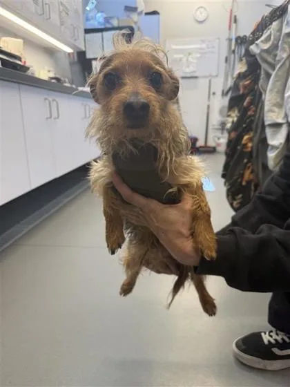 An adult small-sized male Yorkshire Terrier dog named Jerry Curl for adoption in West Chester, PA