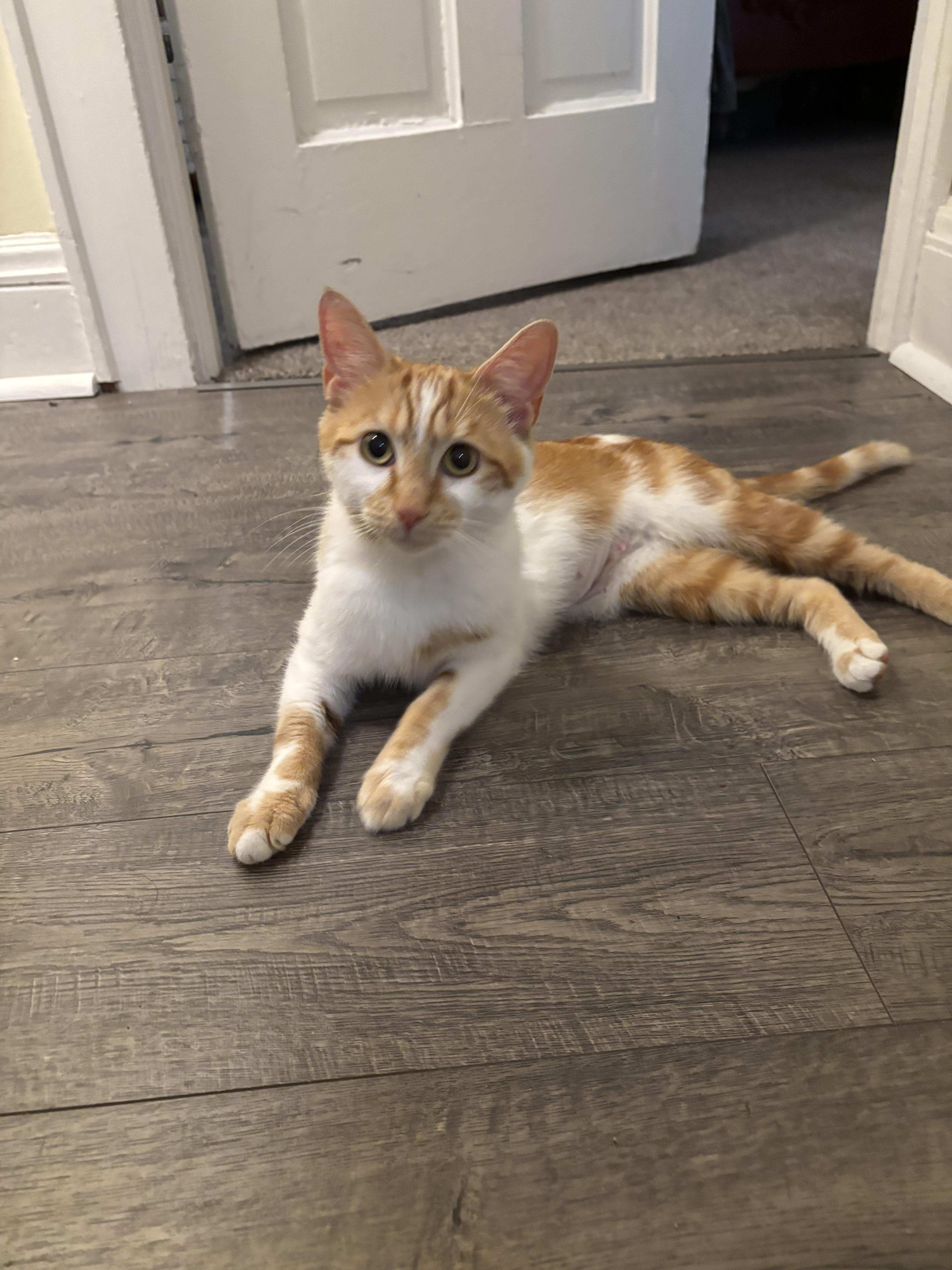 An adult medium-sized female Orange & White Domestic Short Hair cat named Ravioli for adoption in Akron, OH