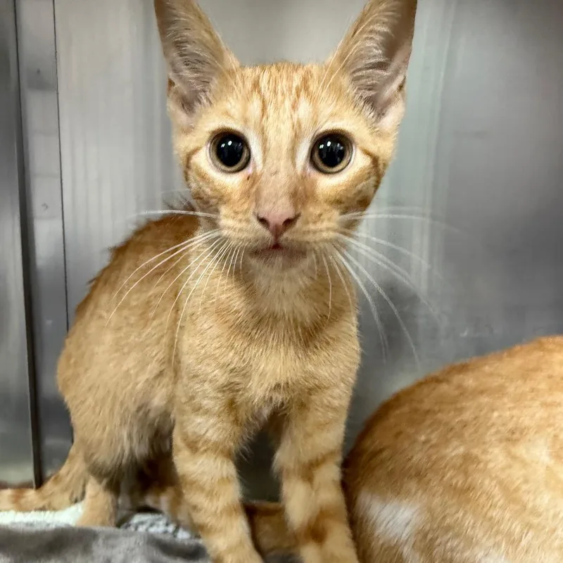 A baby small-sized male Orange / Red Domestic Short Hair cat named Keanu for adoption in Pensacola, FL