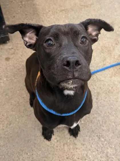 A young medium-sized female Black Pit Bull Terrier dog named Onyx for adoption in Cleveland, OH