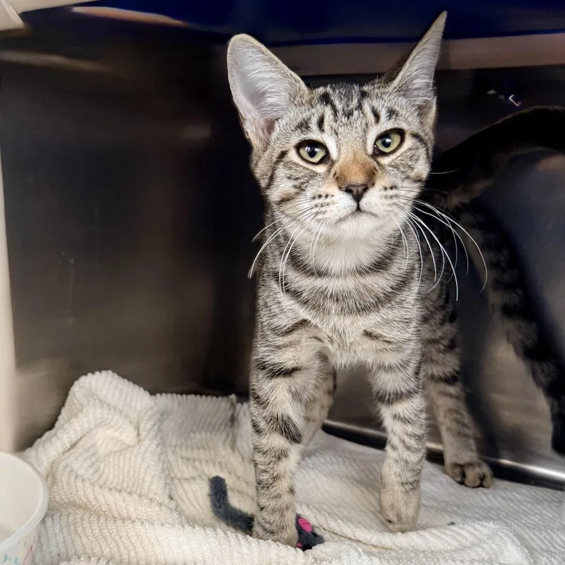 A baby medium-sized male Black Domestic Short Hair cat named Gibson for adoption in Palm Springs, CA