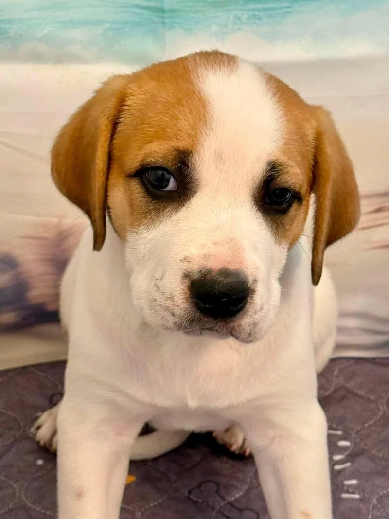 A baby large-sized female White / Cream Great Pyrenees dog named Teeny Chirichillo for adoption in Kiowa, OK