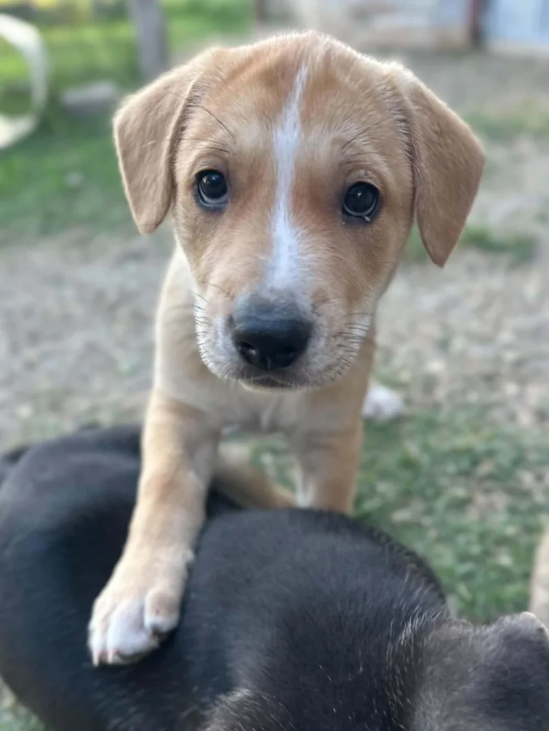Inez