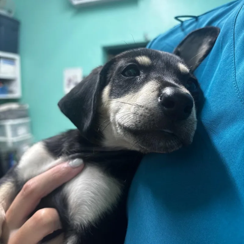A baby medium-sized female Black Mixed Breed dog named Isla for adoption in Guaynabo, PR