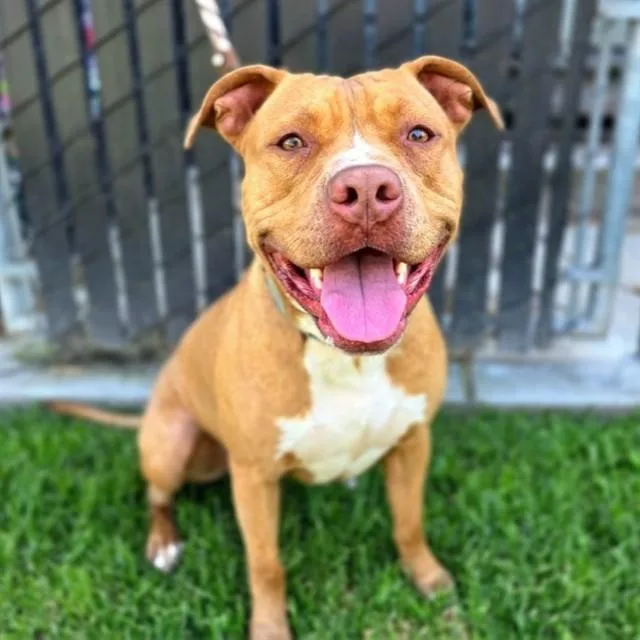 A young large-sized male Pit Bull Terrier dog named Taz for adoption in Long Beach, CA