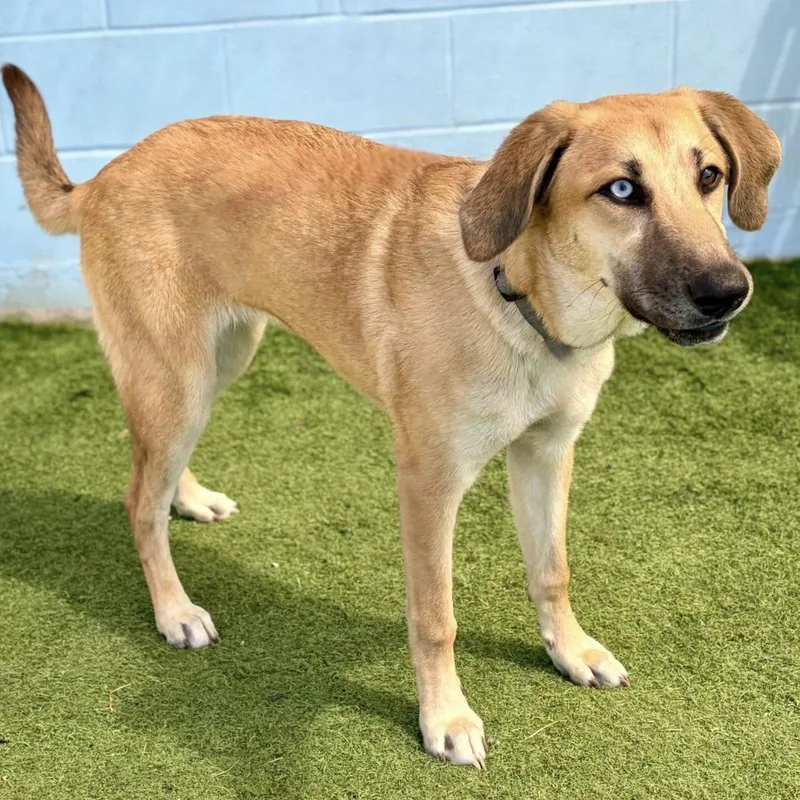 A baby medium-sized female Shepherd dog named Tansy for adoption in Elgin, TX