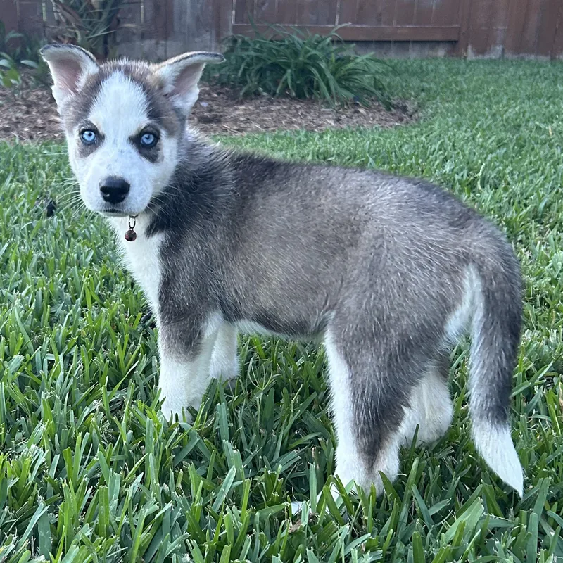 A baby large-sized female White / Cream Husky dog named Hope for adoption in Manvel, TX