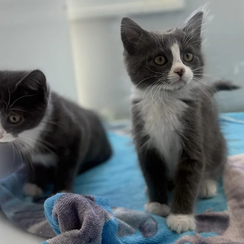 A baby small-sized female Domestic Long Hair cat named Lotus for adoption in Ridgely, MD