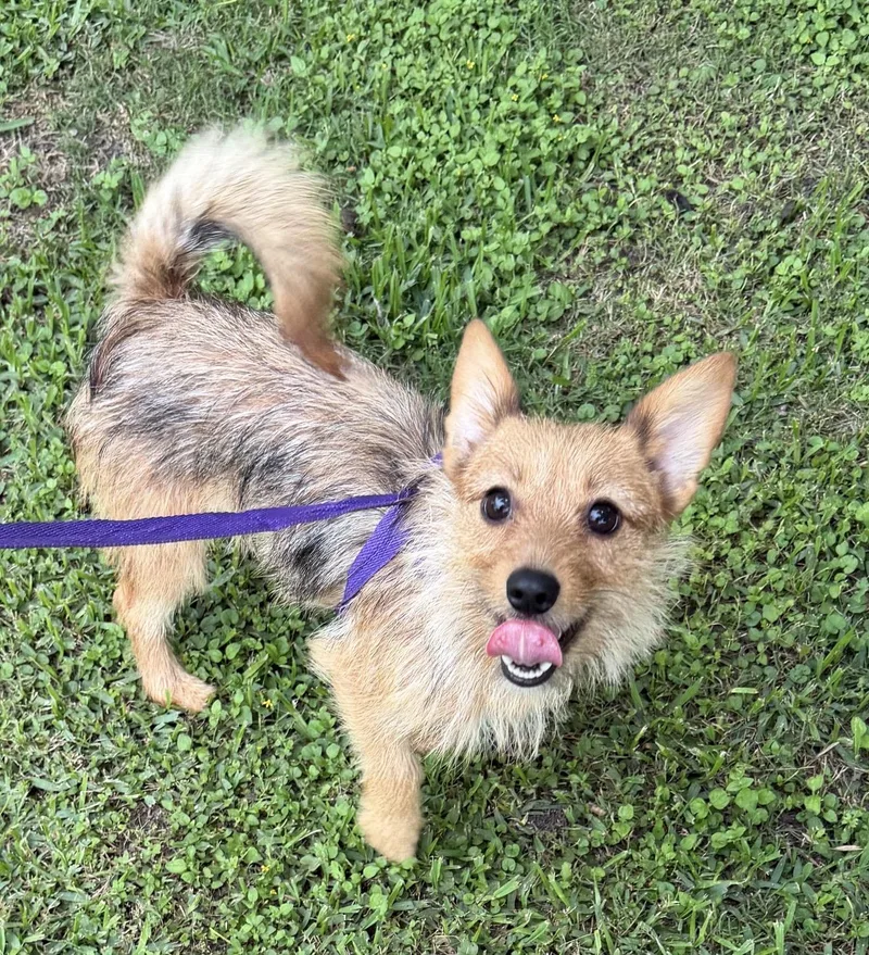 An adult small-sized female Norfolk Terrier dog named Awbrie for adoption in Louise, TX