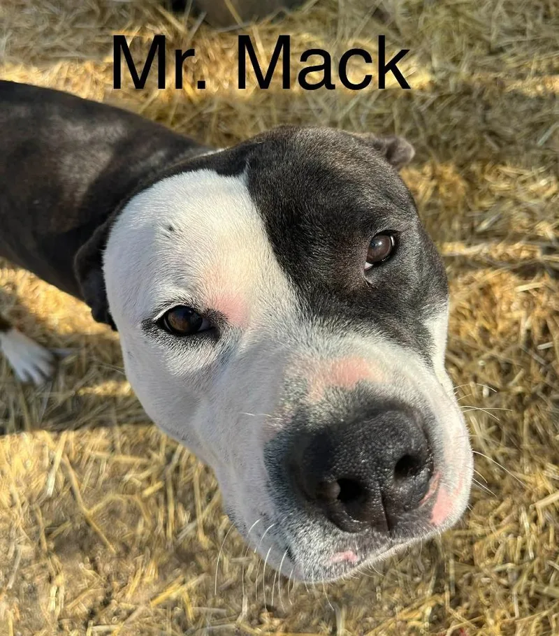 Mr. Mack