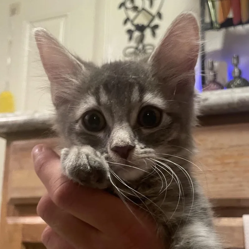 A baby small-sized female Gray / Blue / Silver Domestic Medium Hair cat named Foal for adoption in Las Vegas, NV
