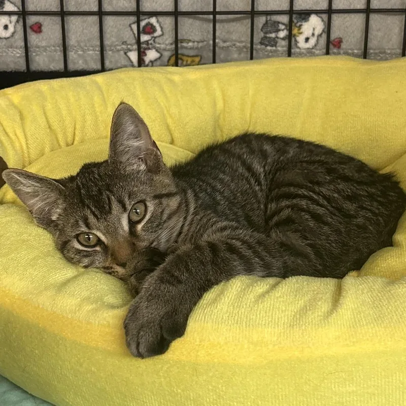 A baby small-sized male Brown / Chocolate Domestic Short Hair cat named Ziggy for adoption in Hinesville, GA