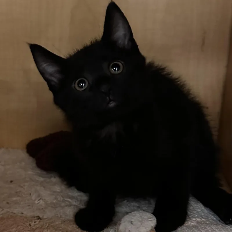 A baby small-sized male Black Domestic Short Hair cat named Weaver for adoption in Washington Township, OH