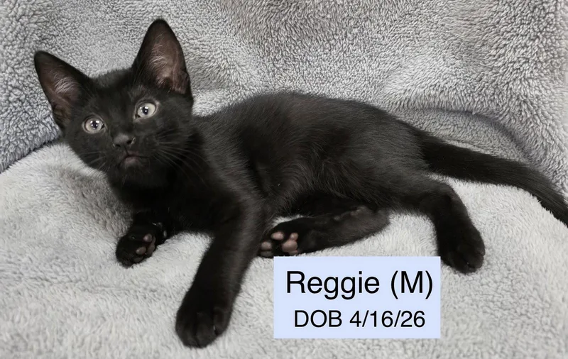 A baby medium-sized male Domestic Short Hair cat named Reggie for adoption in Vacaville, CA