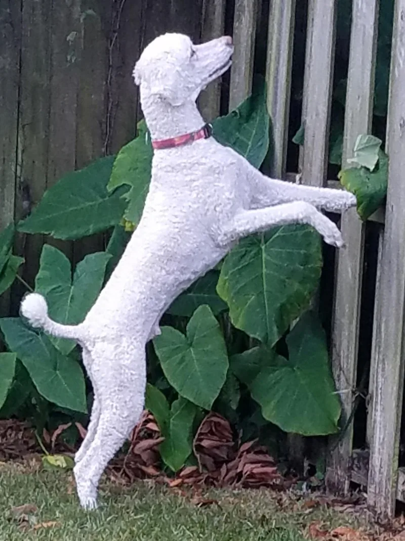 A senior medium-sized male Standard Poodle dog named Finn for adoption in Pensacola, FL