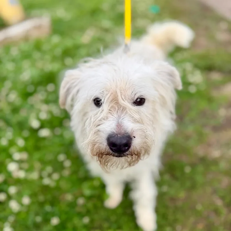 An adult small-sized male White / Cream Mixed Breed dog named Shazam for adoption in Medford, NJ