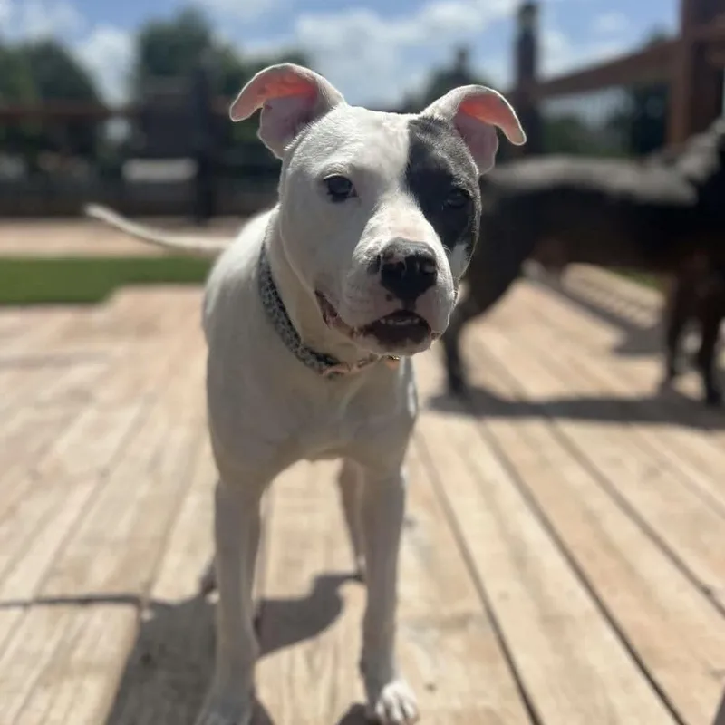 An adult medium-sized female Gray / Blue / Silver Pit Bull Terrier dog named Cadence for adoption in Raytown, MO
