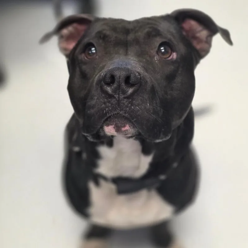 Loki