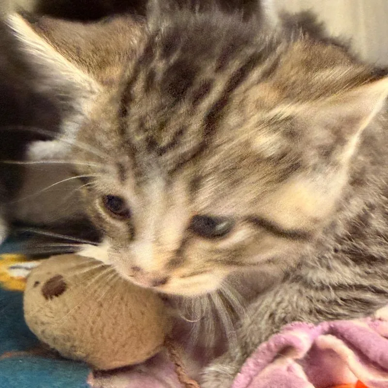 George thumbnail 2