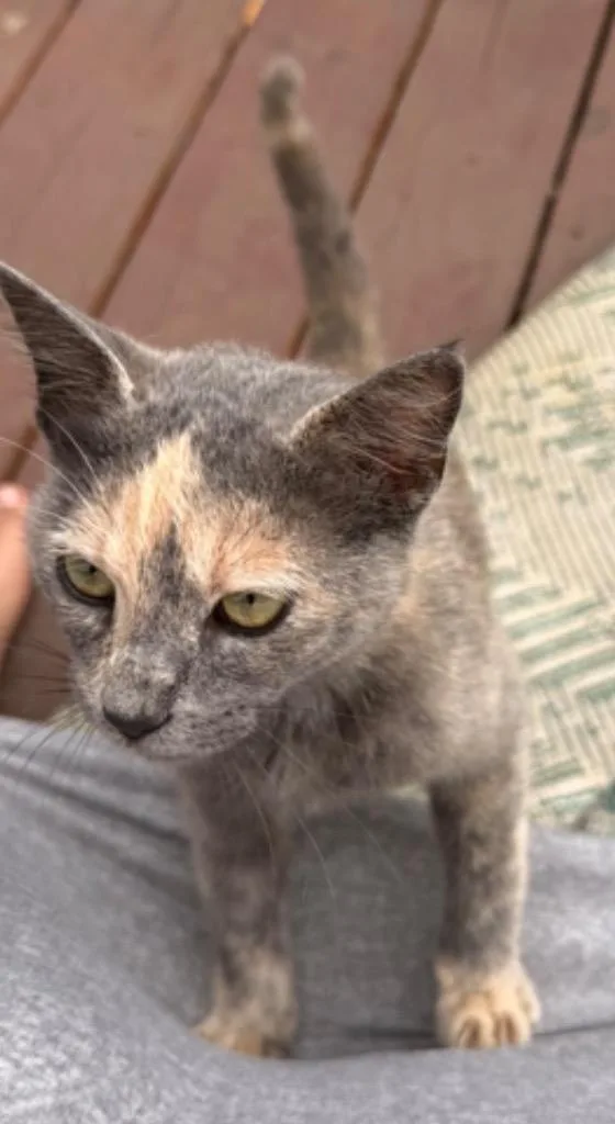 A young small-sized female Domestic Short Hair cat named Posie for adoption in Spring, TX