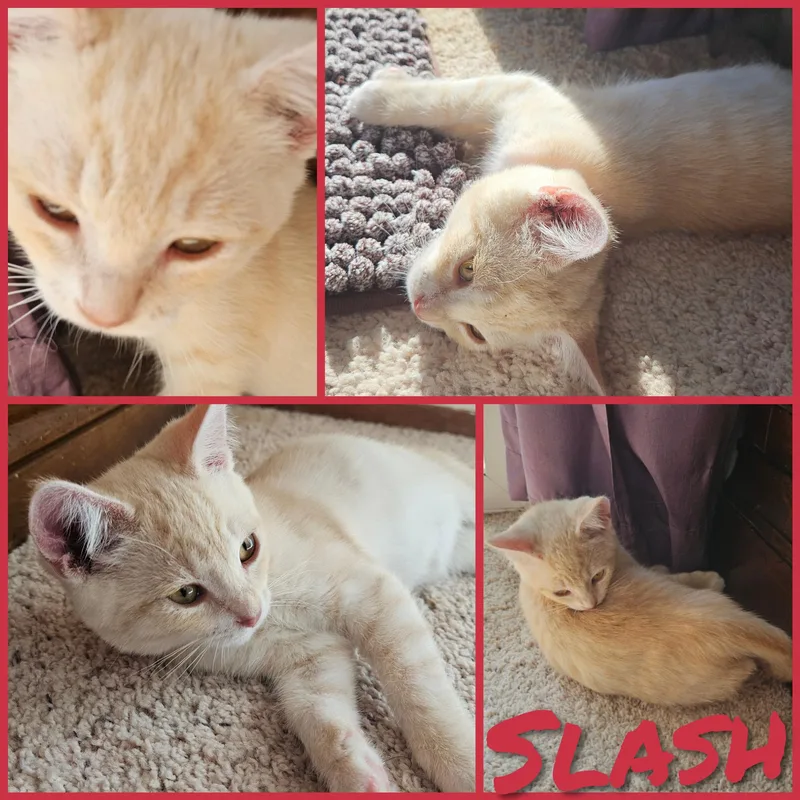 A baby small-sized male Orange & White Domestic Short Hair cat named Slash for adoption in Newberg, OR