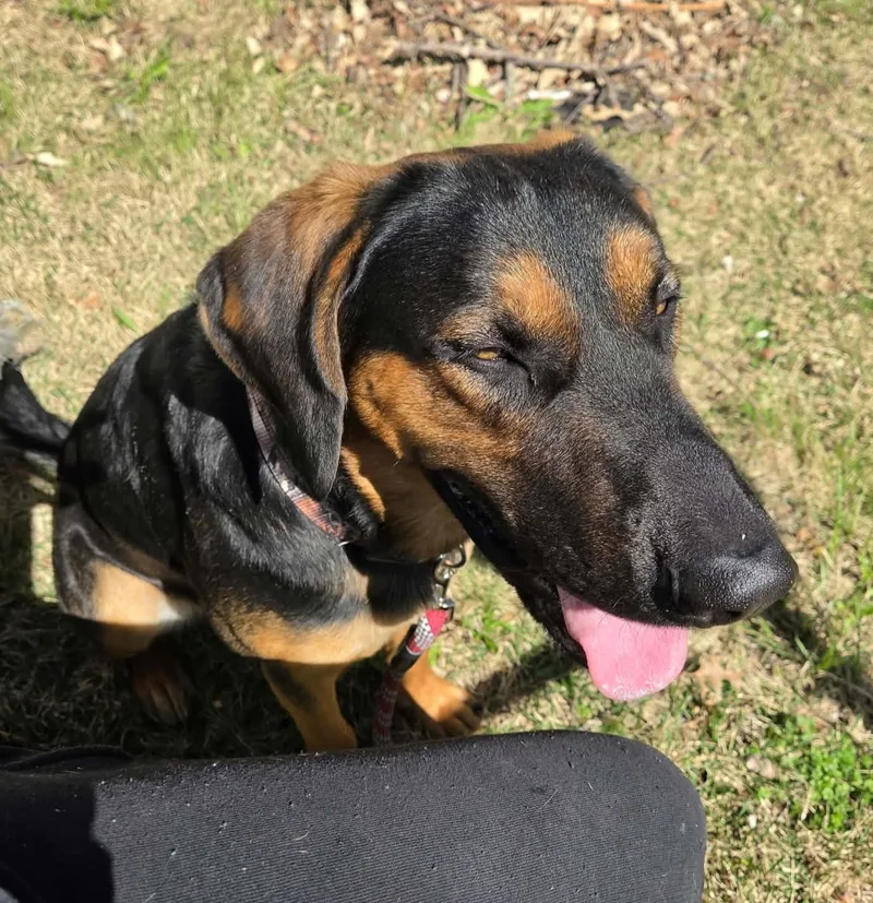 An adult medium-sized male Black Hound dog named Rob for adoption in Maryville, MO