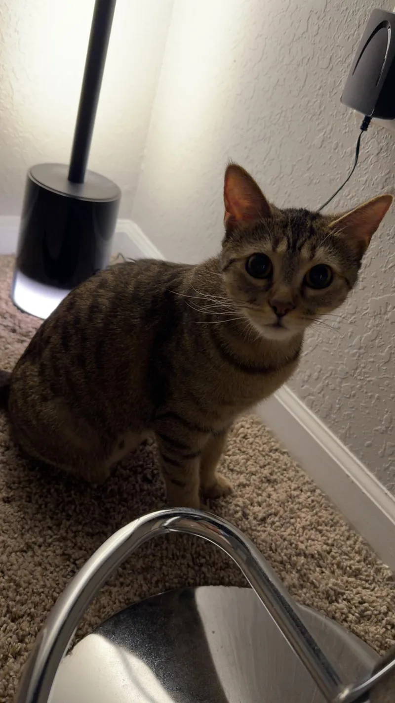 A baby medium-sized female Domestic Short Hair cat named Simmi for adoption in Tampa, FL