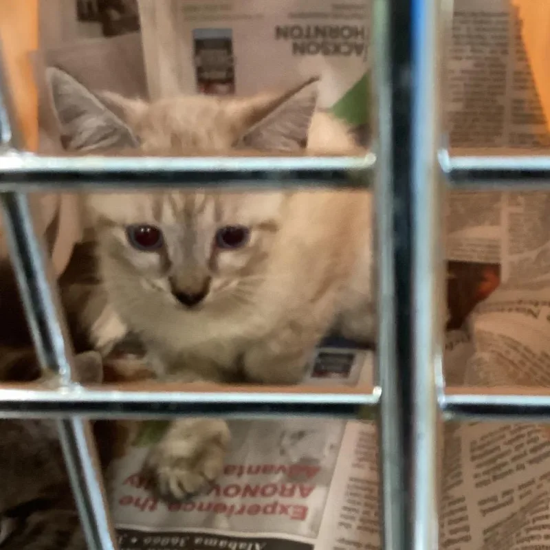 A baby small-sized male Cream / Ivory Domestic Short Hair cat named Blaine for adoption in Montgomery, AL