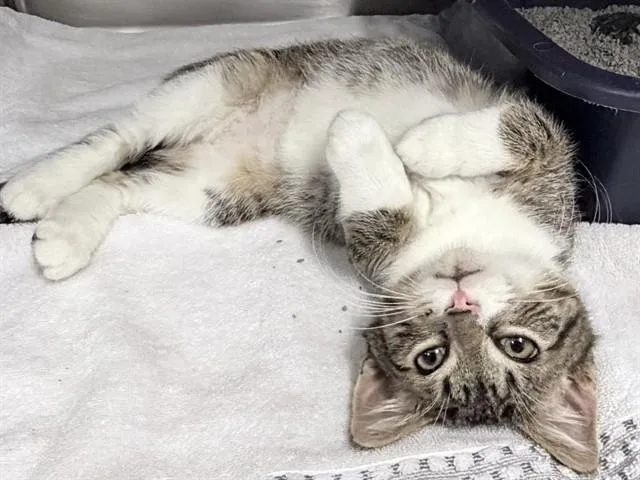 A baby small-sized male Domestic Short Hair cat named Tai for adoption in Ames, IA