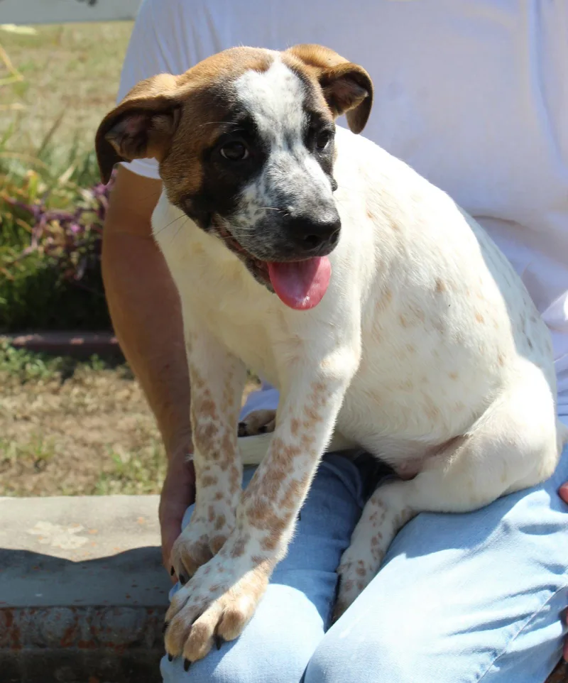 A baby extra large-sized female Boxer dog named Chunk for adoption in Prattville, AL