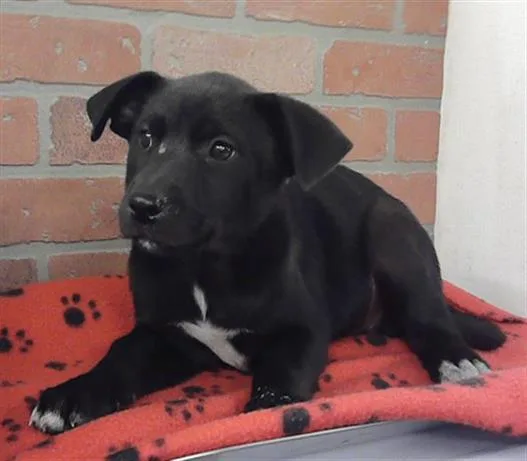 A baby small-sized female German Shepherd Dog dog named Sardine for adoption in Houston, TX