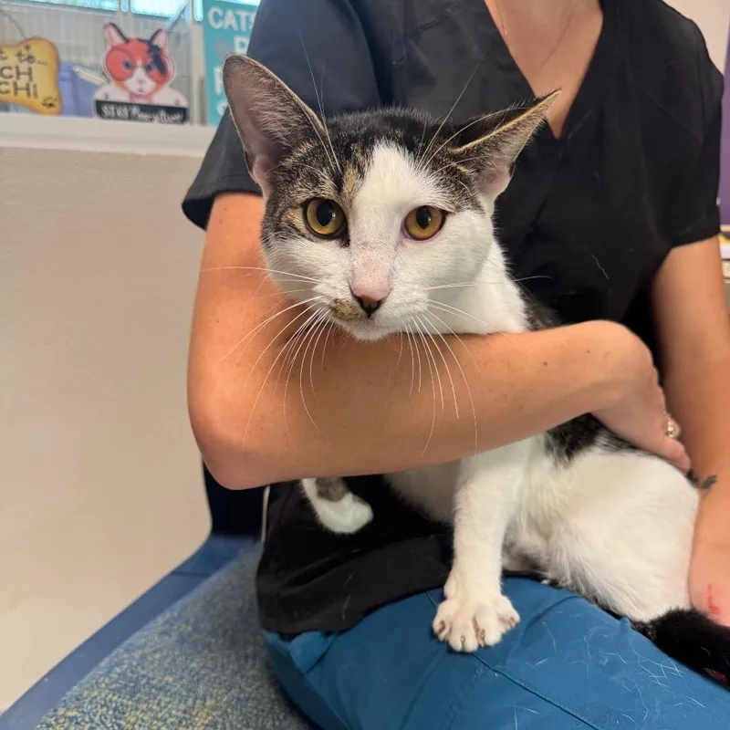An adult medium-sized female Brown / Chocolate Domestic Short Hair cat named Trisha for adoption in Englewood, FL