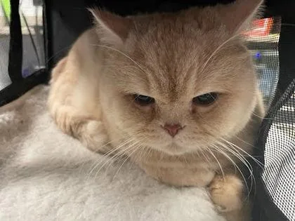 A senior medium-sized male Domestic Short Hair cat named Dizzy for adoption in Washington, DC