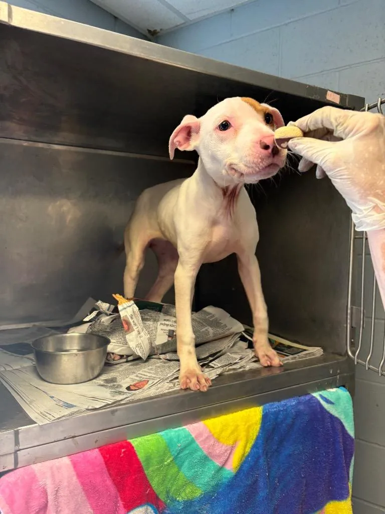 A young medium-sized female Labrador Retriever dog named Snowflake for adoption in Greenwood, MS