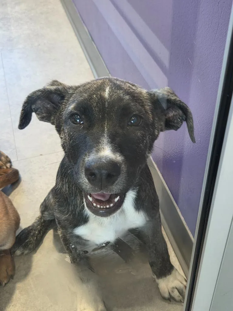 A baby medium-sized female Mixed Breed dog named Paige for adoption in Bossier City, LA