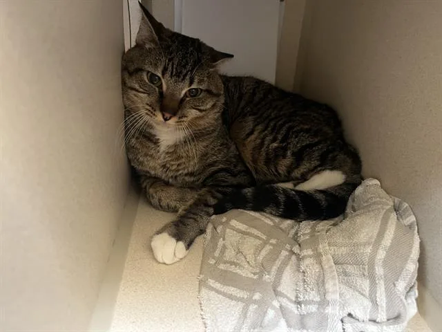 A young small-sized male Domestic Short Hair cat named Krodie for adoption in Denver, CO