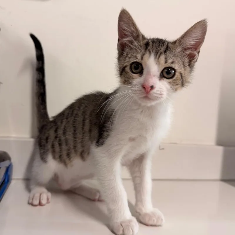 A baby small-sized male White Domestic Short Hair cat named Rex for adoption in Tampa, FL
