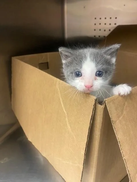 A baby small-sized female Domestic Short Hair cat named Purrscilla for adoption in Rancho Cucamonga, CA