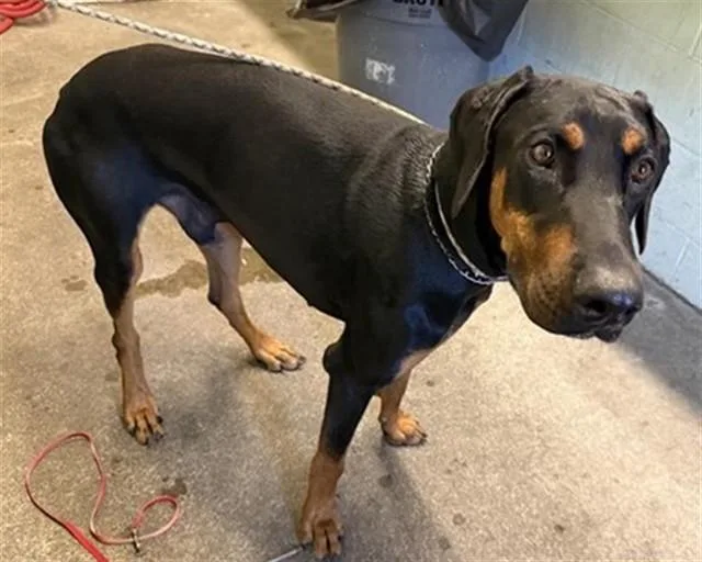 A young large-sized male Doberman Pinscher dog named Rocky for adoption in Sacramento, CA