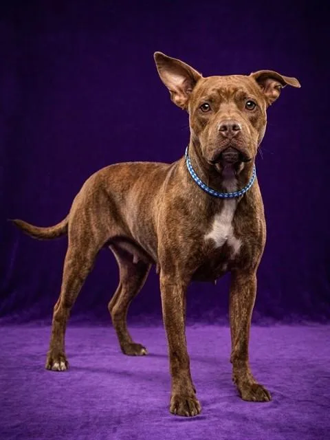 An adult medium-sized female Mixed Breed dog named Elsie for adoption in Jacksonville, FL