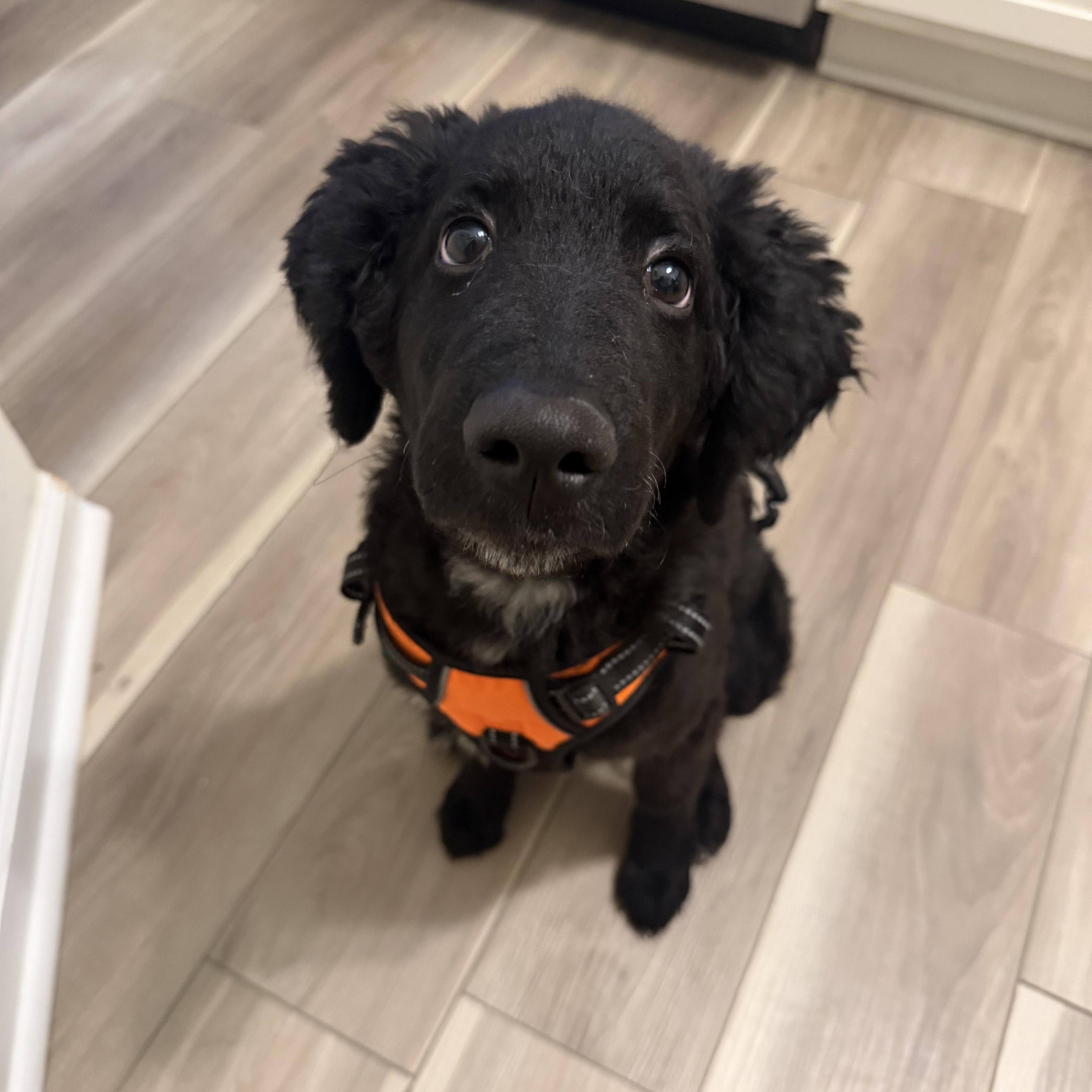 A baby medium-sized male Standard Poodle dog named Jax for adoption in atlanta, GA