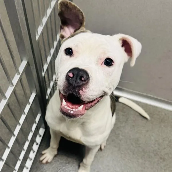 A young medium-sized female American Bulldog dog named Coco for adoption in Des Moines, IA