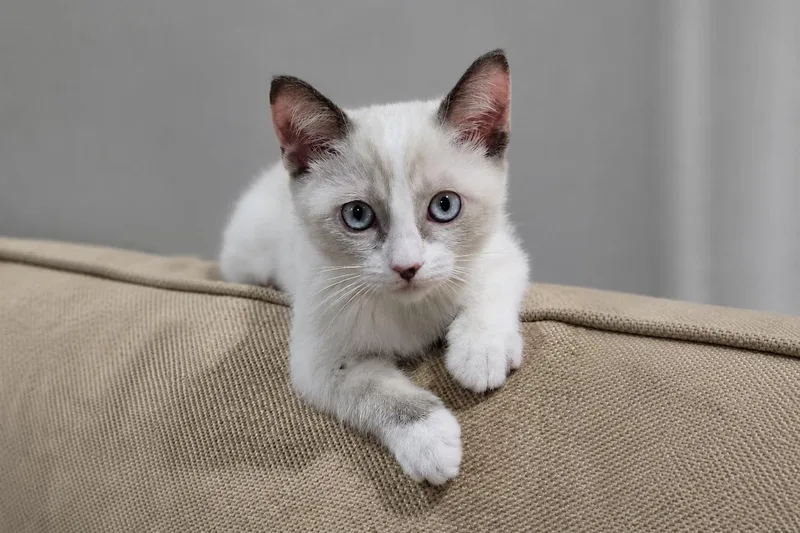 A baby small-sized female Domestic Short Hair cat named Paw for adoption in Fountain Hills, AZ