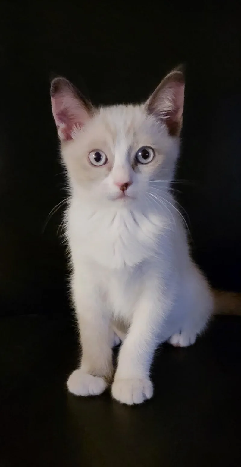 Paw thumbnail 3