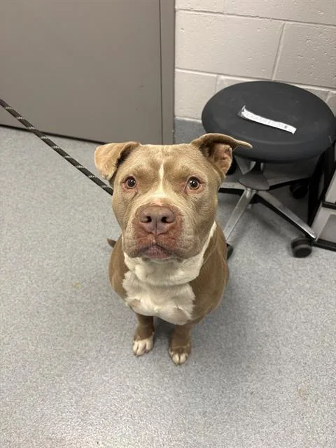 An adult medium-sized male Pit Bull Terrier dog named Jerome for adoption in Indianapolis, IN